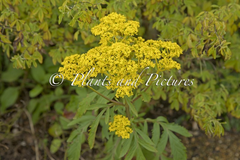 Patrinia scabiosifolia