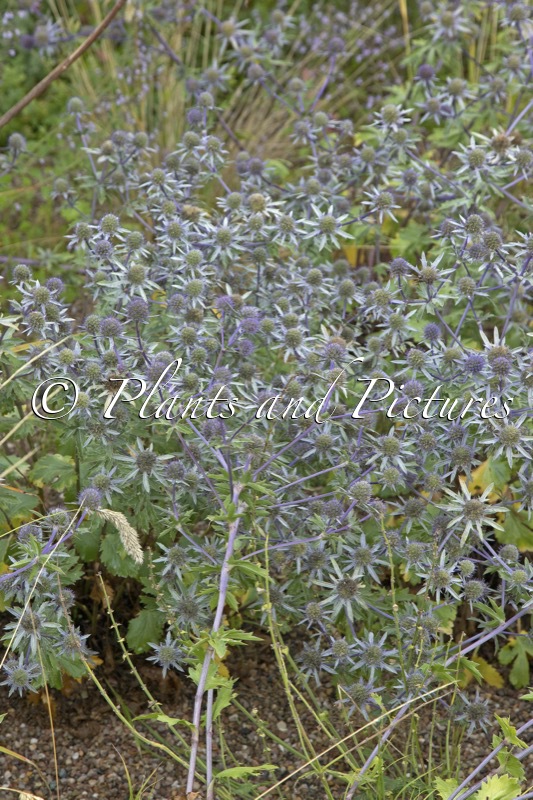 Eryngium tripartitum