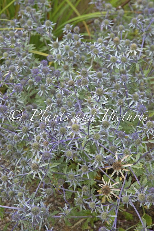 Eryngium tripartitum