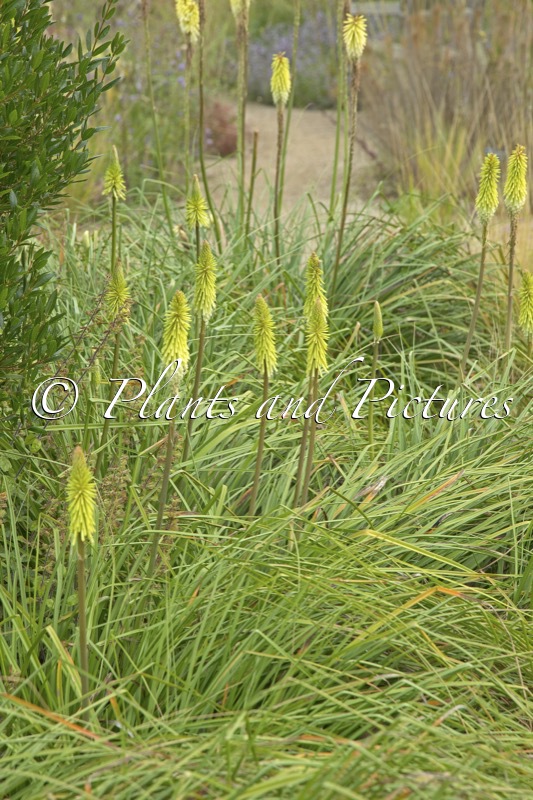 Kniphofia ‘Green Jade’