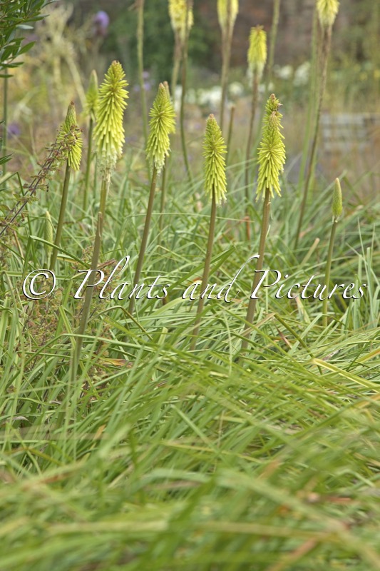 Kniphofia ‘Green Jade’