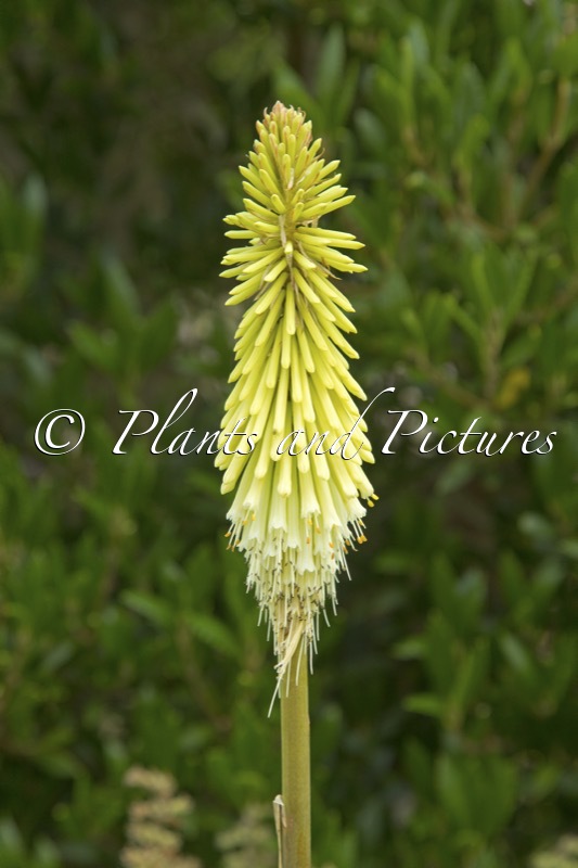 Kniphofia ‘Green Jade’