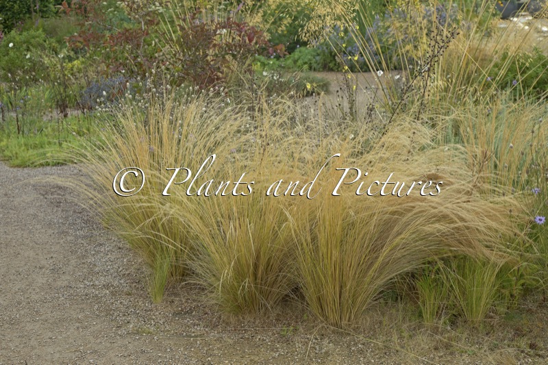 Stipa lessingiana