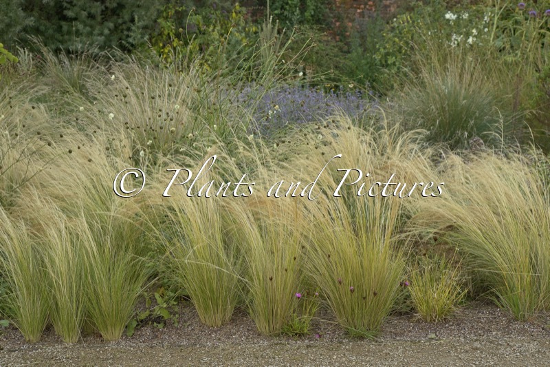 Stipa lessingiana