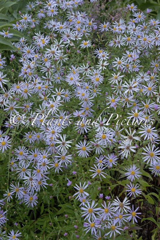 Aster pyrenaeus ‘Lutetia’