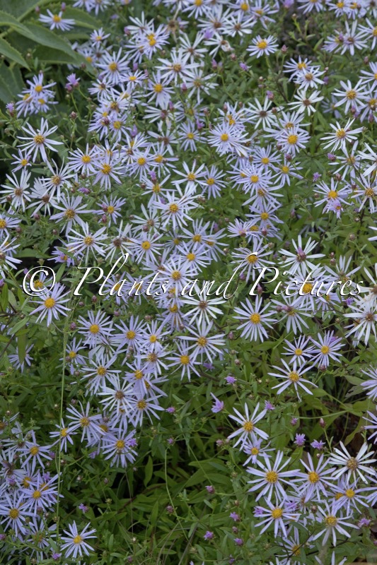 Aster pyrenaeus ‘Lutetia’