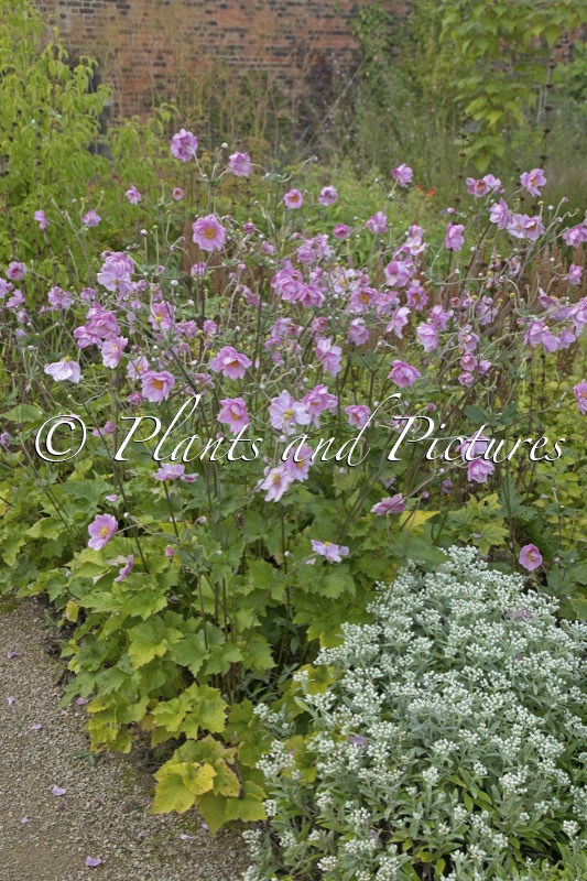 Anemone hybrida ‘Königin Charlotte’