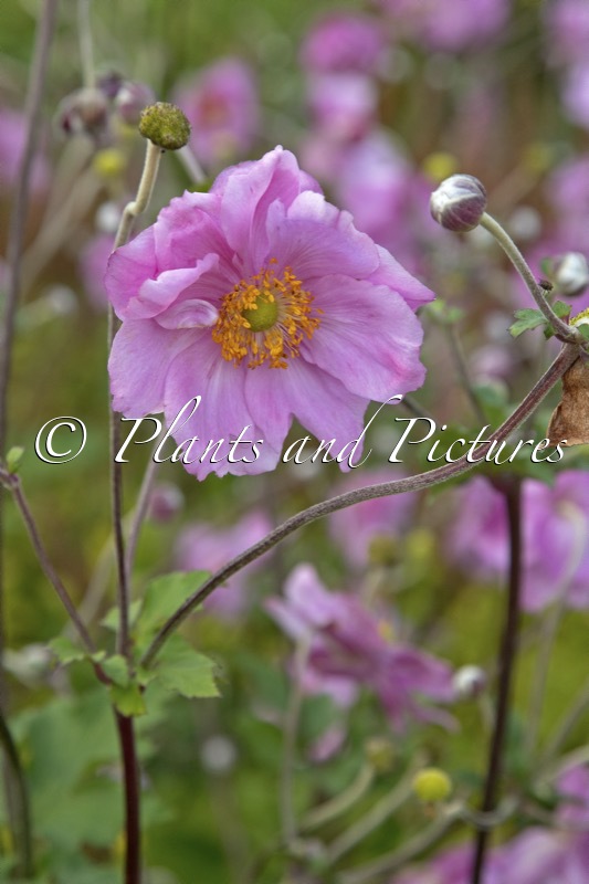 Anemone hybrida ‘Königin Charlotte’