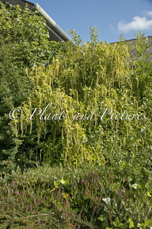 Itea ilicifolia
