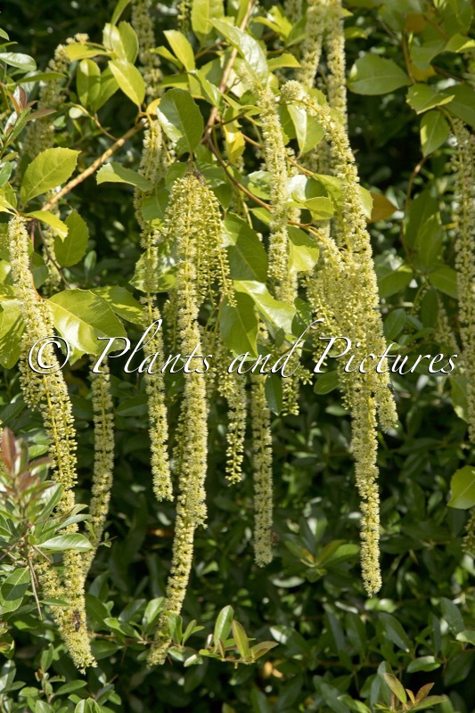 Itea ilicifolia