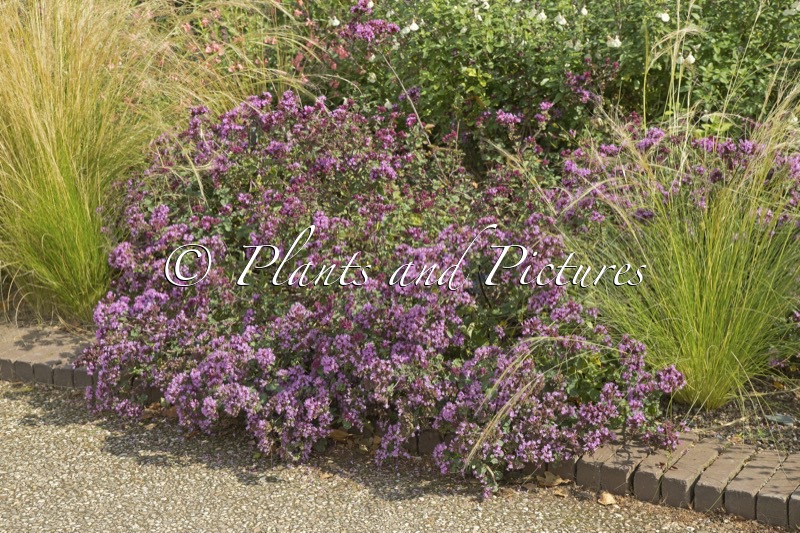 Origanum ‘Rosenkuppel’