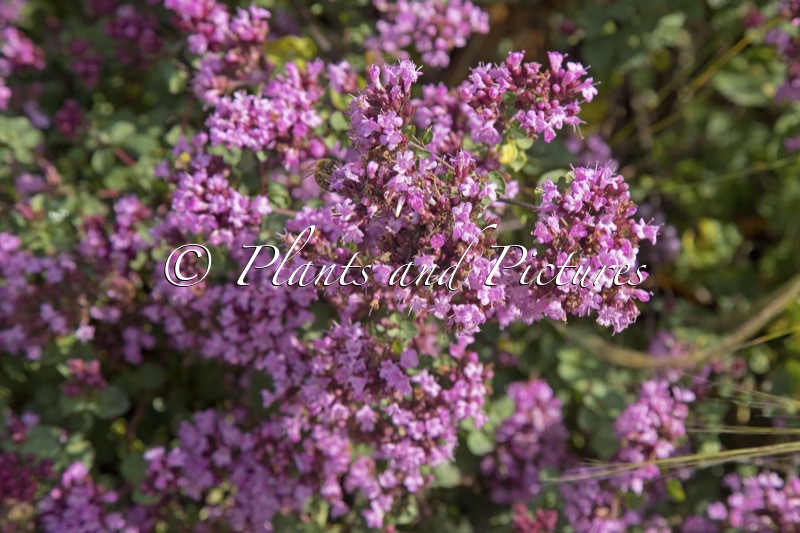Origanum ‘Rosenkuppel’