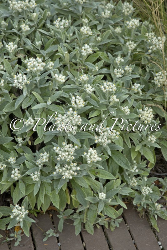 Anaphalis triplinervis ‘Sommerschnee’