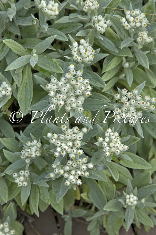 Anaphalis triplinervis ‘Sommerschnee’