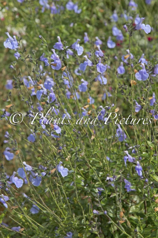 Salvia microphylla ‘Delice Aquamarine’