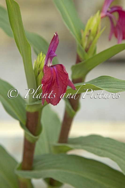 Roscoea purpurea ‘Harvington Imperial’