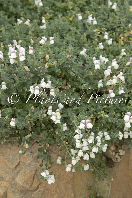 Antirrhinum hispanicum subsp. mollissimum