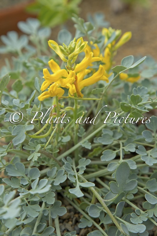Corydalis wilsonii