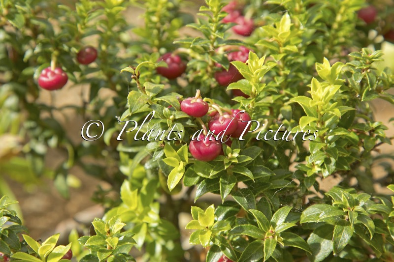 Gaultheria ‘John Saxton’