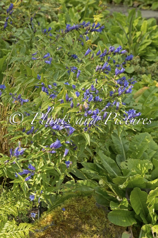 Gentiana asclepiadea
