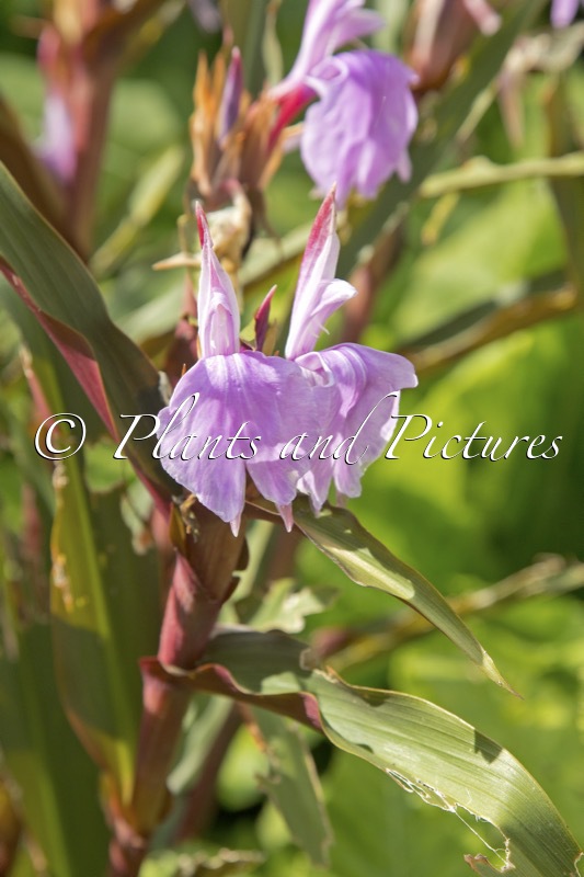 Roscoea purpurea Tale Valley Hybrids