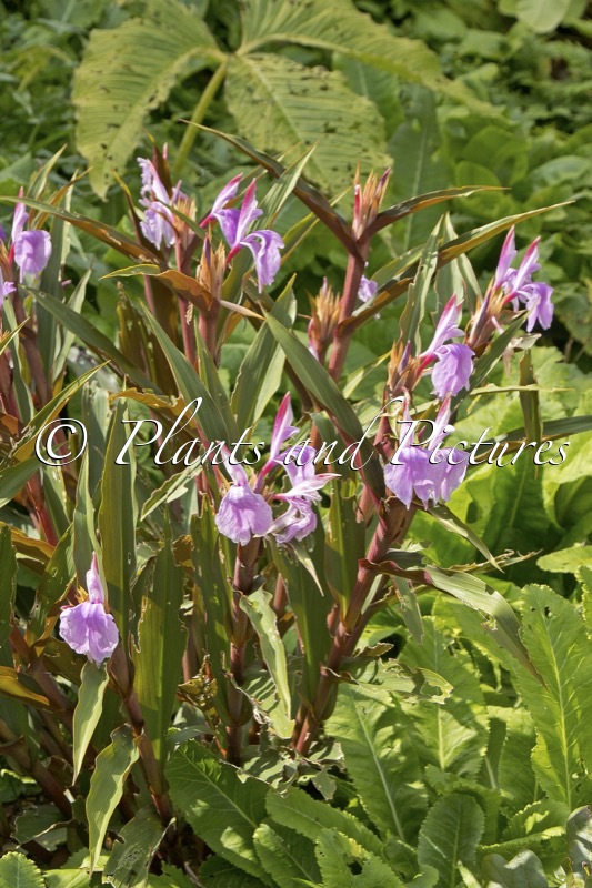 Roscoea purpurea Tale Valley Hybrids