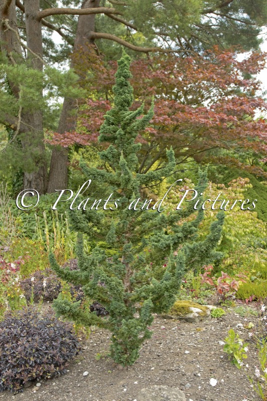 Chamaecyparis lawsoniana ‘Wissel’s Saguaro’
