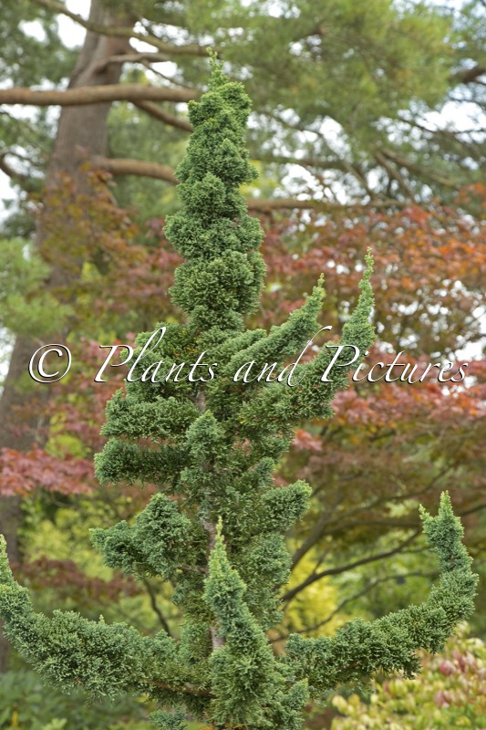 Chamaecyparis lawsoniana ‘Wissel’s Saguaro’