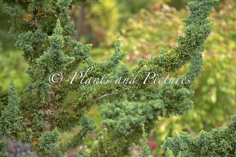 Chamaecyparis lawsoniana ‘Wissel’s Saguaro’
