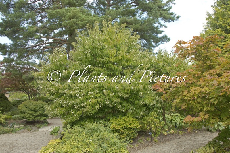 Heptacodium miconioides