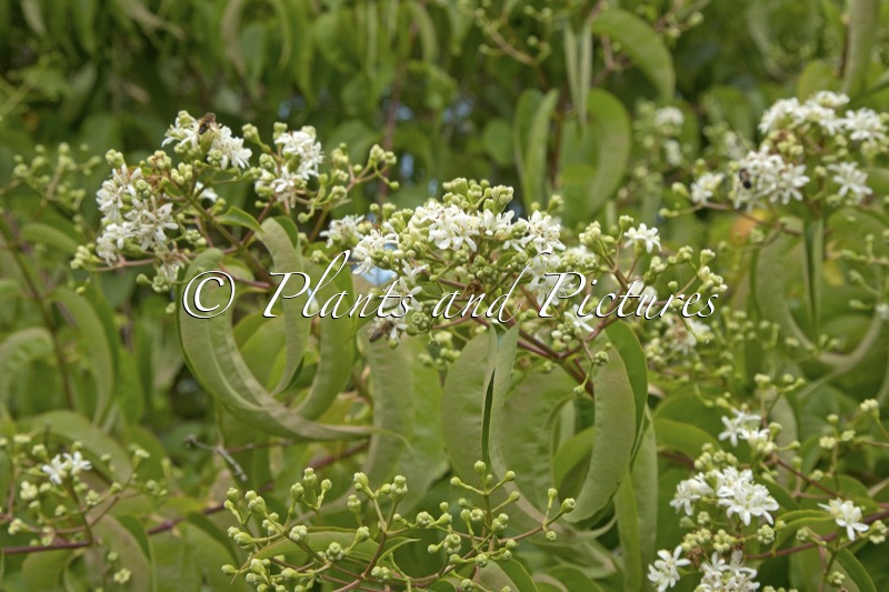 Heptacodium miconioides