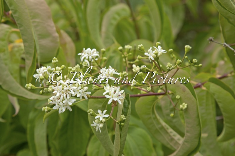 Heptacodium miconioides