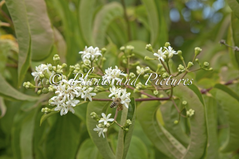 Heptacodium miconioides