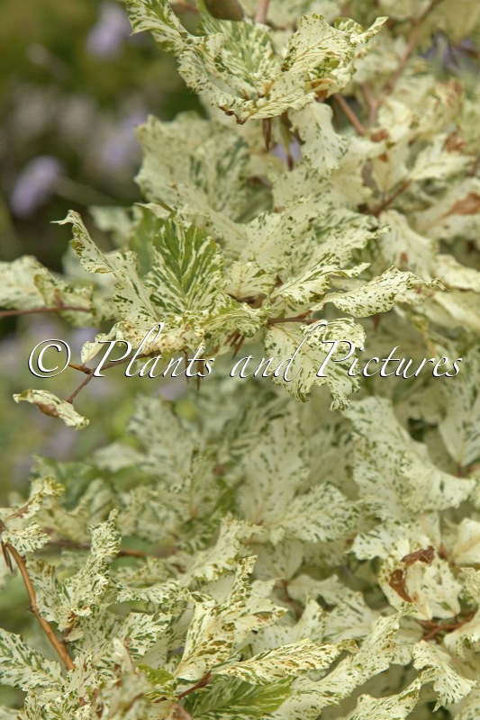 Fagus sylvatica ‘Franken’