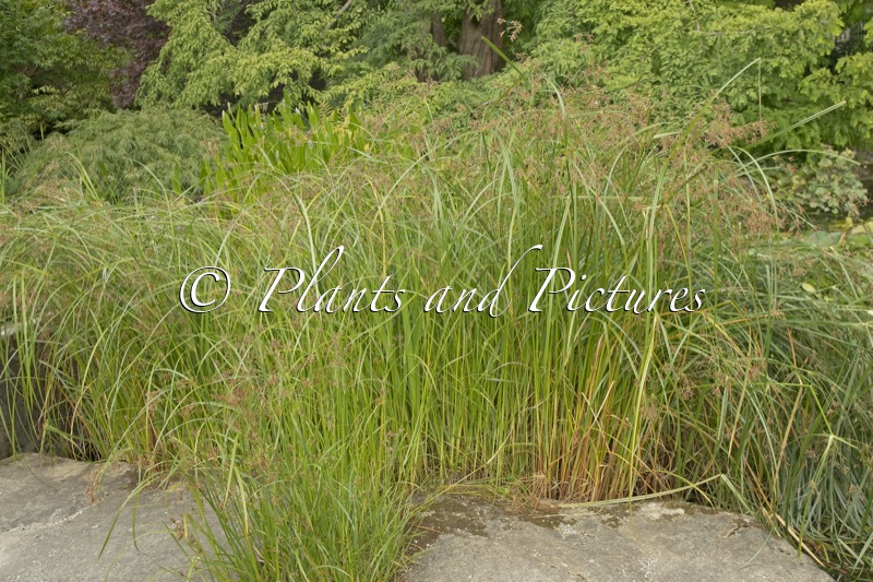 Cyperus longus