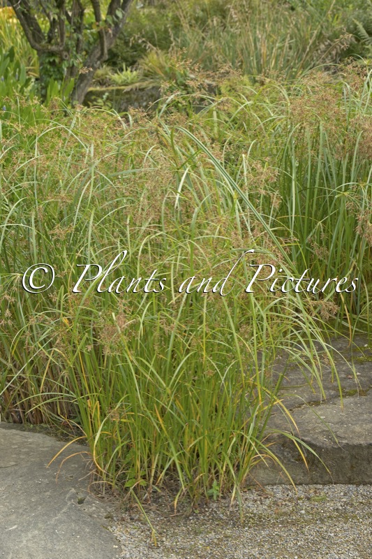 Cyperus longus