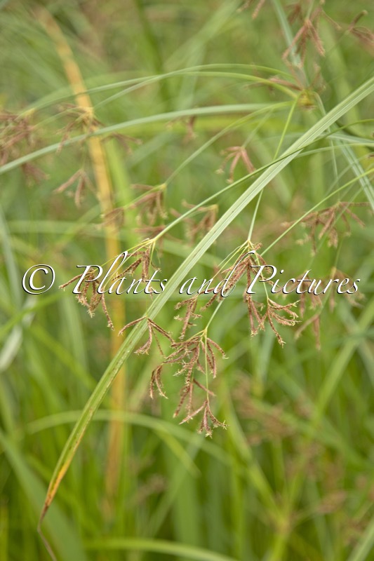Cyperus longus