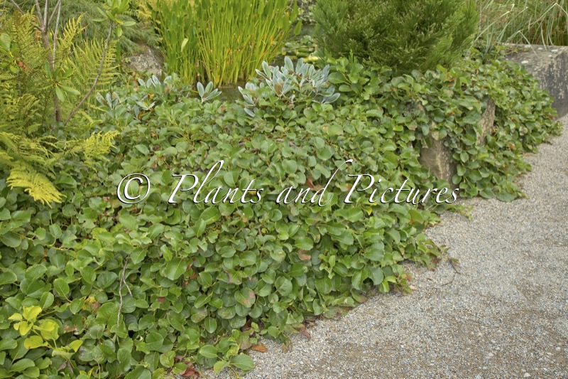 Salix nakamurana var. yezoalpina