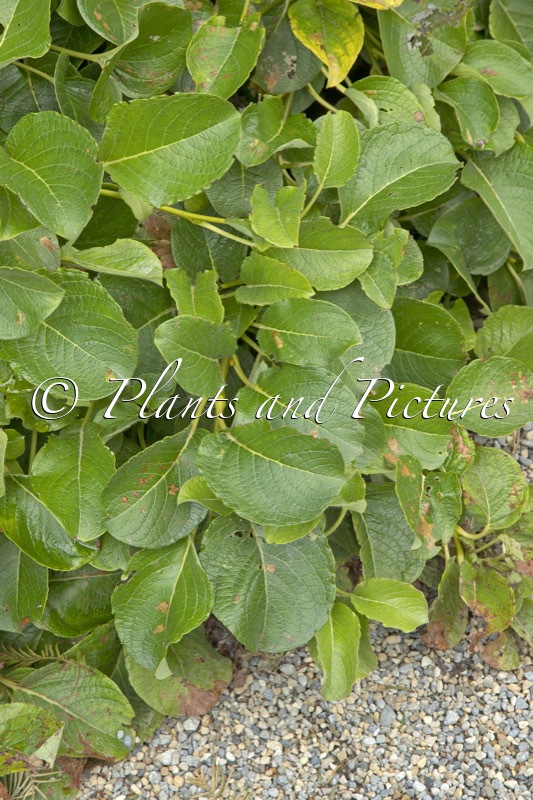 Salix nakamurana var. yezoalpina