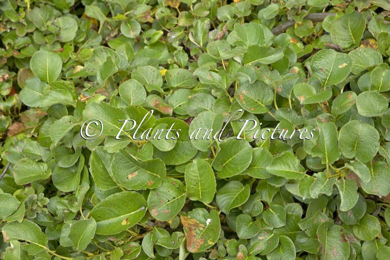 Salix nakamurana var. yezoalpina