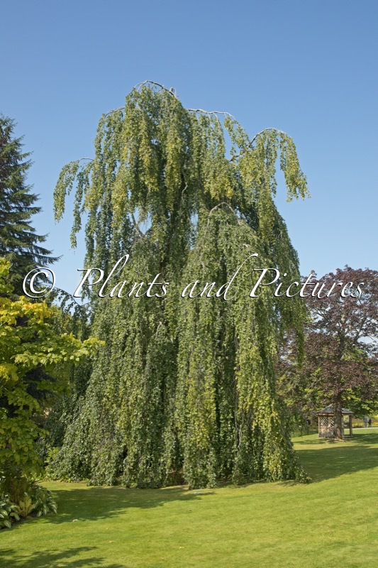 Fagus sylvatica ‘Pendula’
