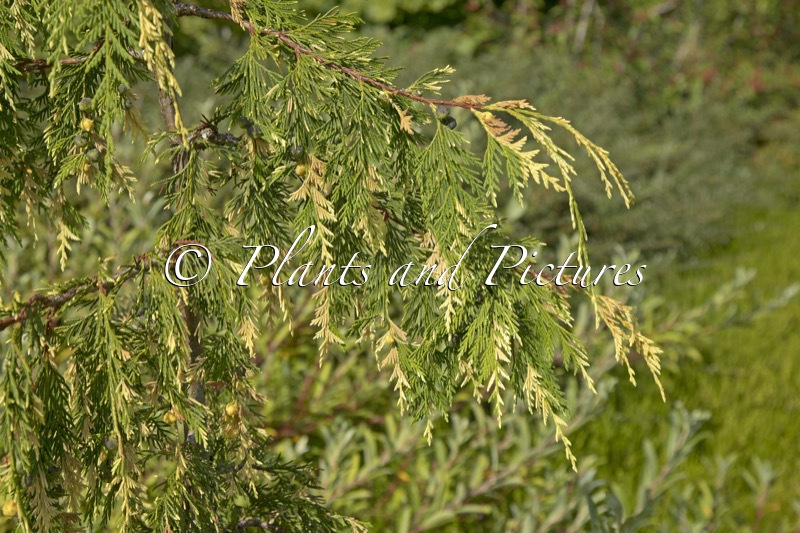 Chamaecyparis nootkatensis ‘Gloria Polonica’