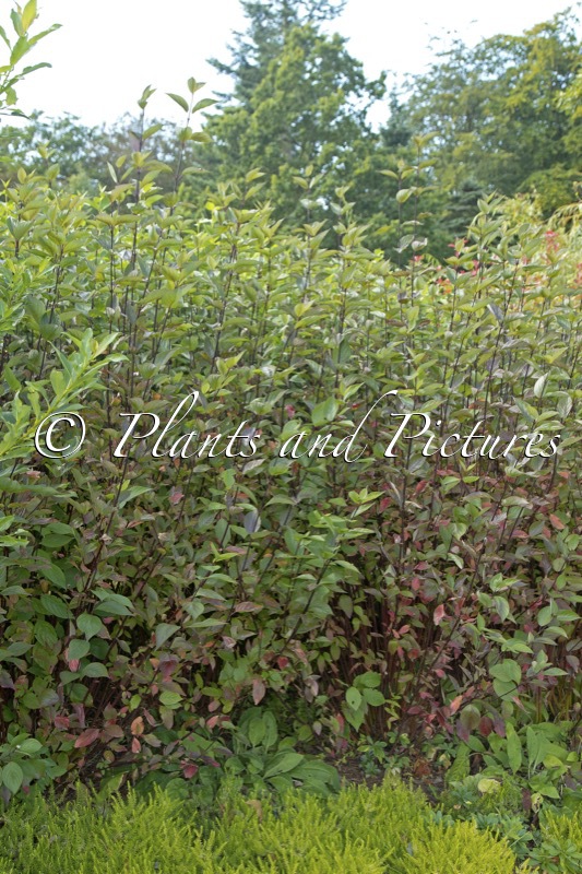 Cornus alba ‘Kesselringii’