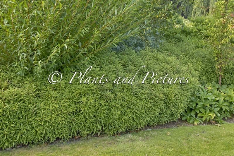 Sarcococca hookeriana