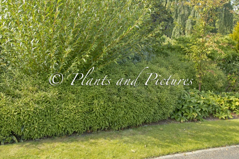 Sarcococca hookeriana