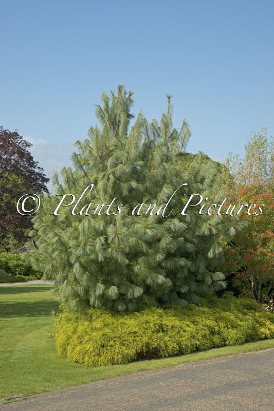Pinus wallichiana