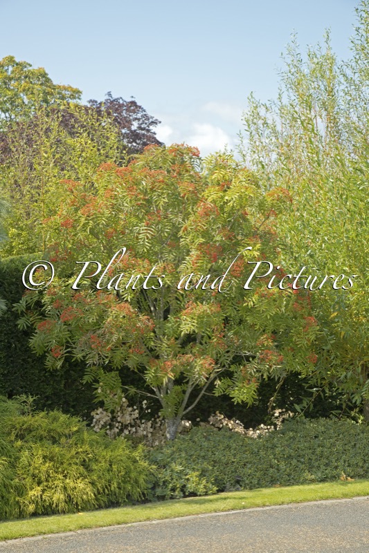 Sorbus commixta ‘Ravensbill’