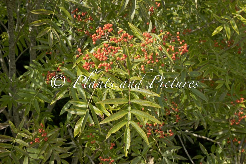 Sorbus commixta ‘Ravensbill’
