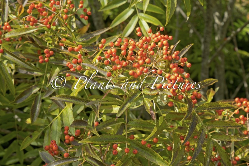 Sorbus commixta ‘Ravensbill’