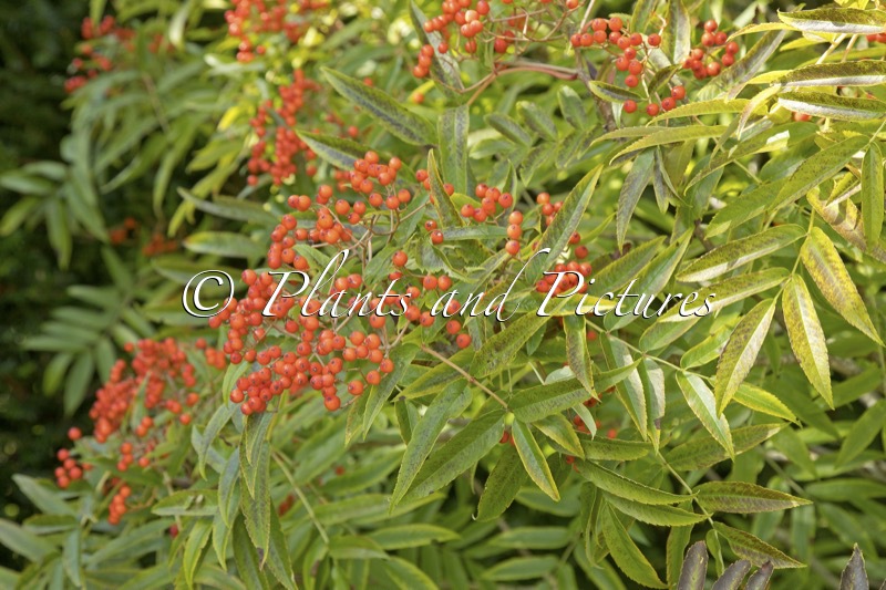 Sorbus commixta ‘Ravensbill’